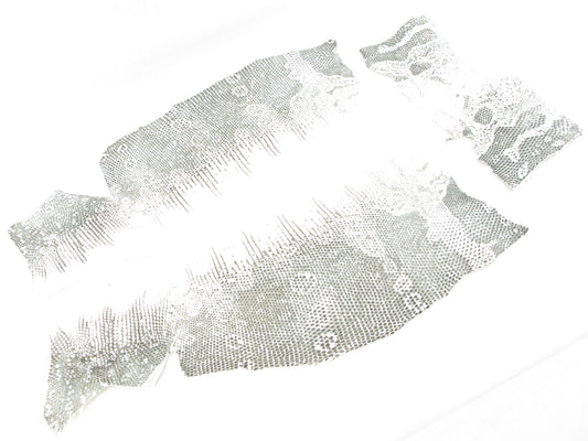 Genuine Water Monitor Lizard Belly Skin Leather Hide Pelt Natural