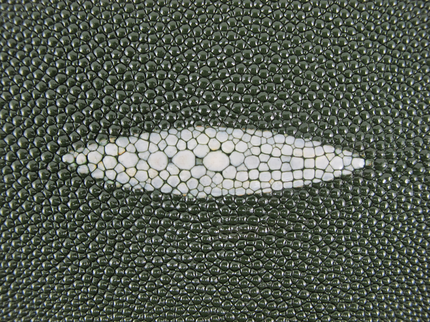 Genuine Stingray Skin Leather Long Shape Hide Pelt Chrome Green