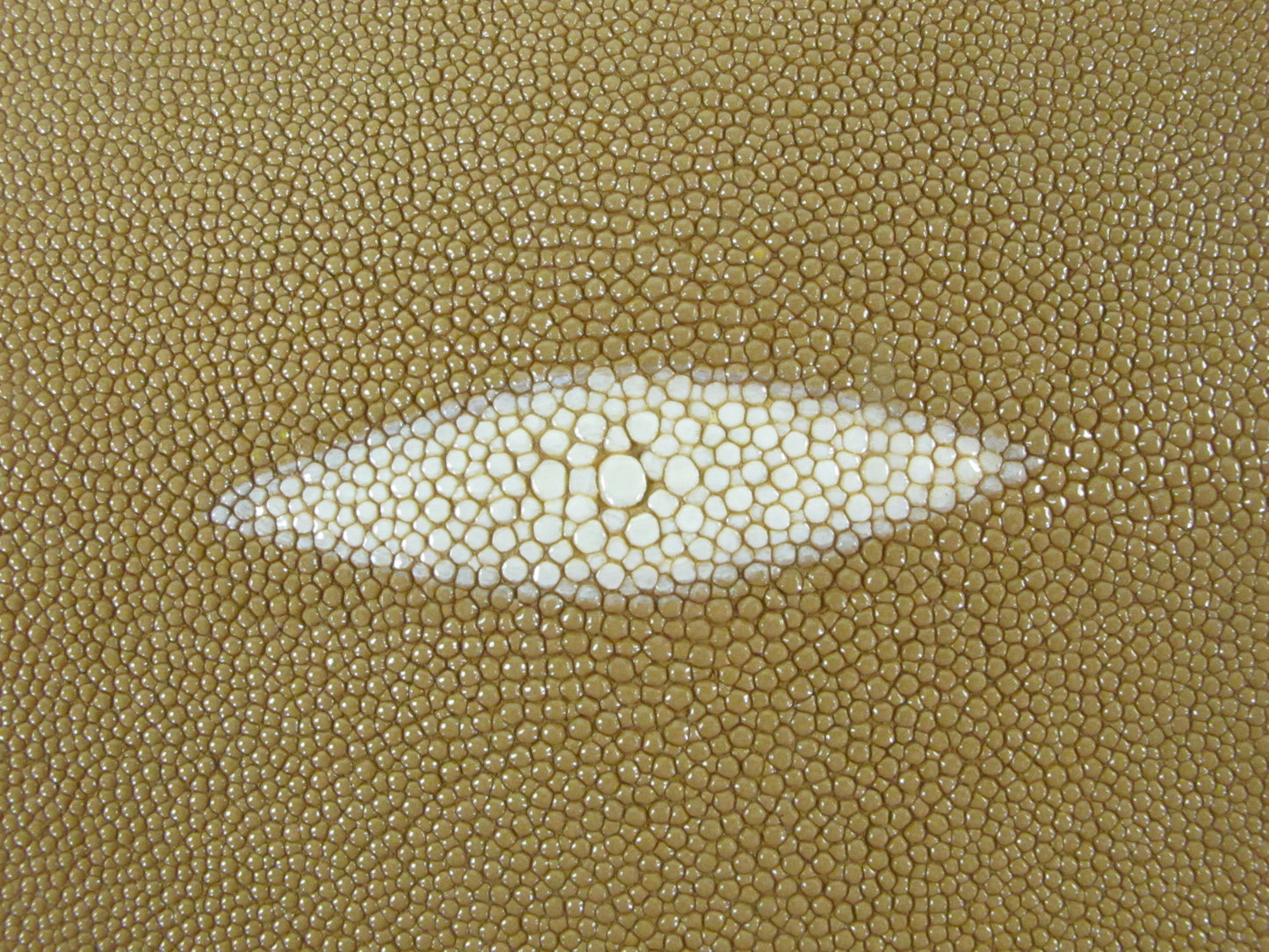 Genuine Stingray Skin Leather Round Shape Hide Pelt Beige