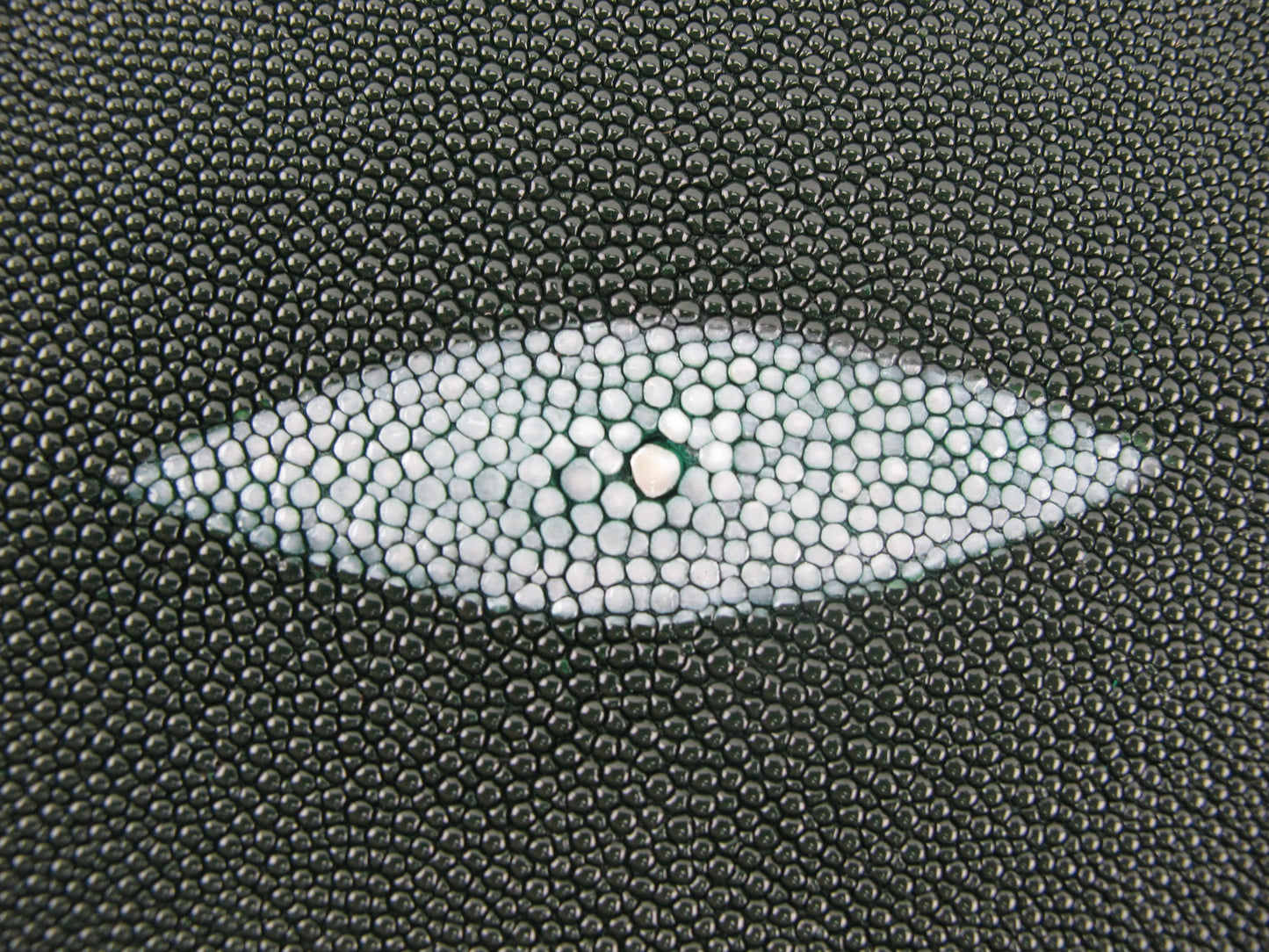 Genuine Stingray Skin Leather Round Shape Hide Pelt Fir Green
