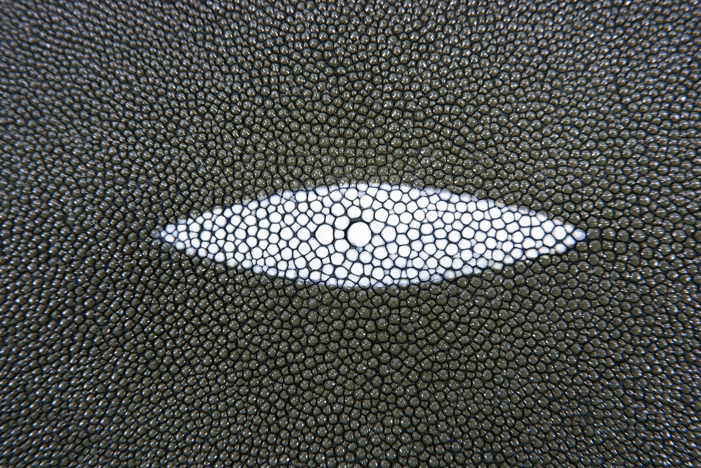 Genuine Stingray Skin Leather Round Shape Hide Pelt Chrome Green