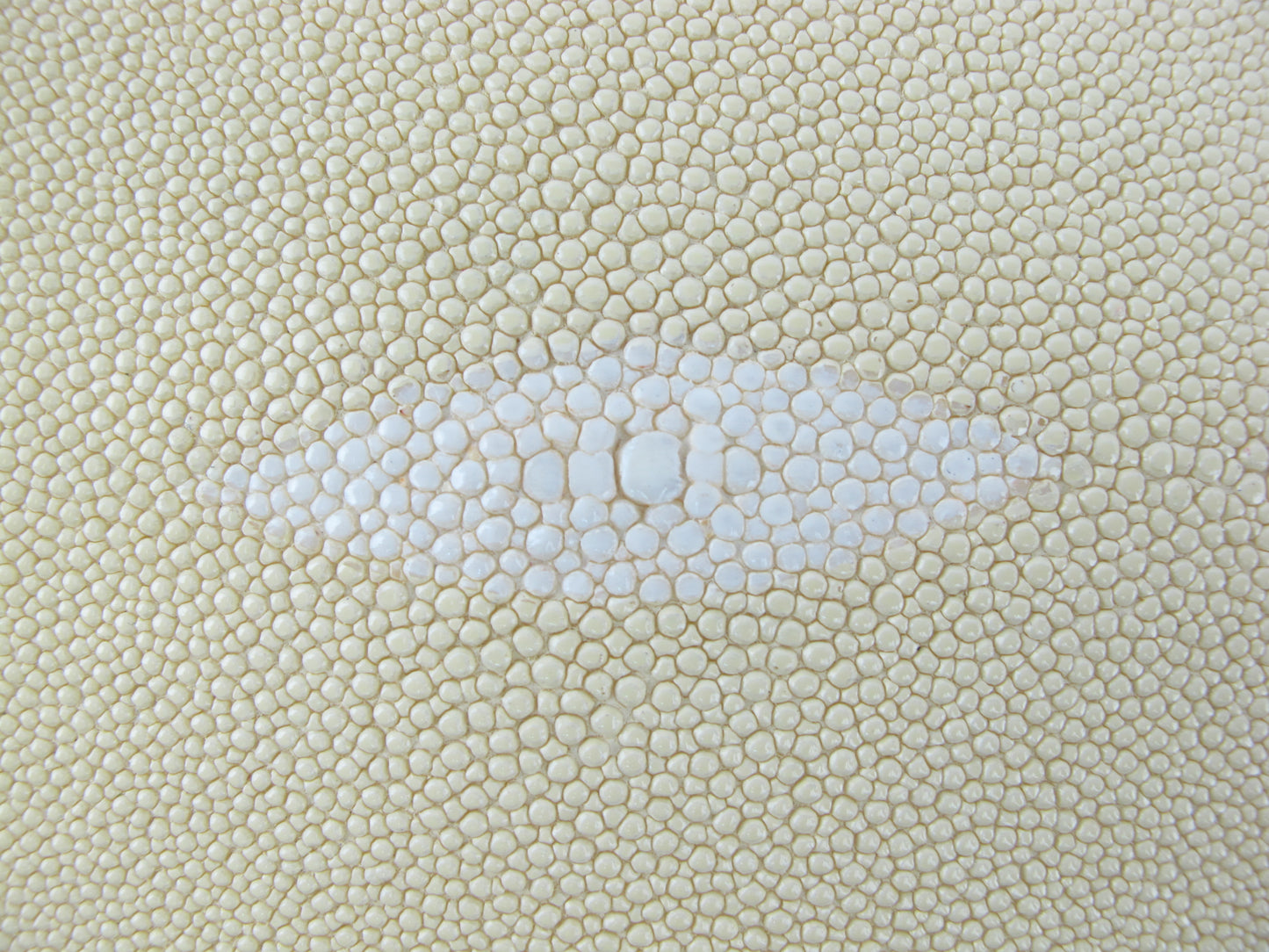 Genuine Stingray Skin Leather Round Shape Hide Pelt Sand Yellow