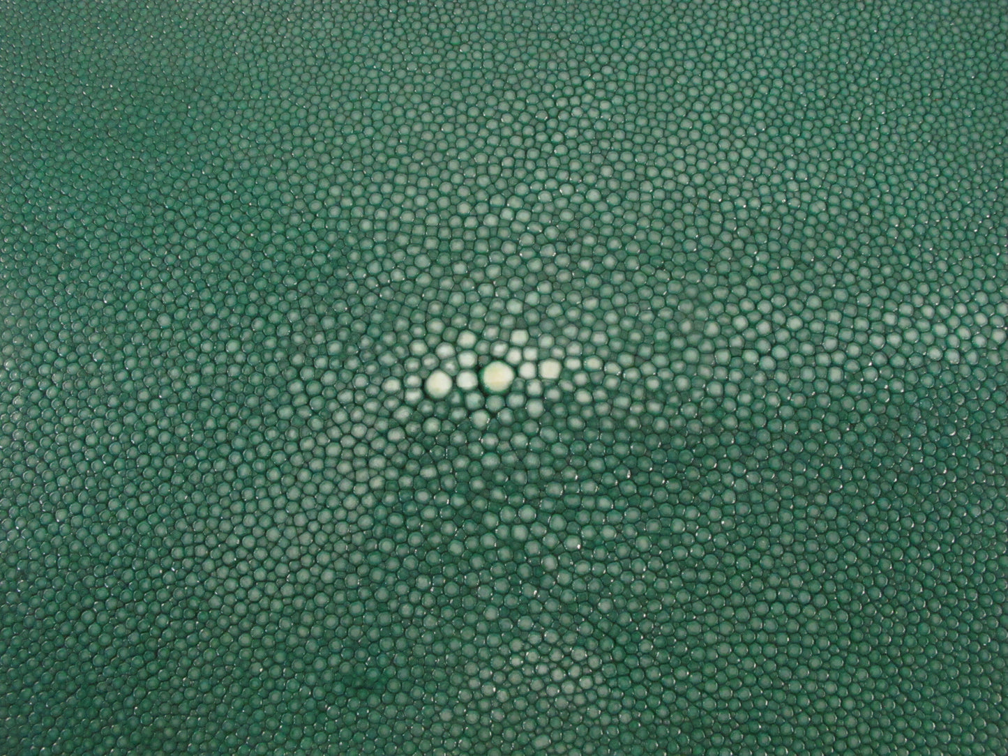Genuine Polished Stingray Skin Leather Round Shape Hide Pelt Green