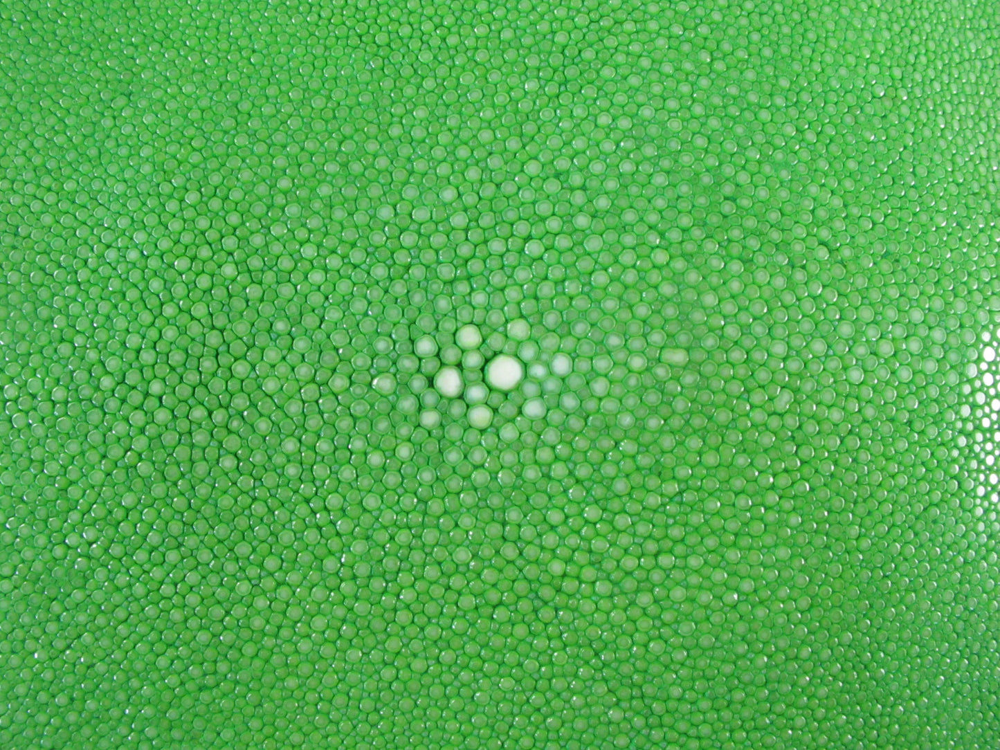 Genuine Polished Stingray Skin Leather Round Shape Hide Pelt Green