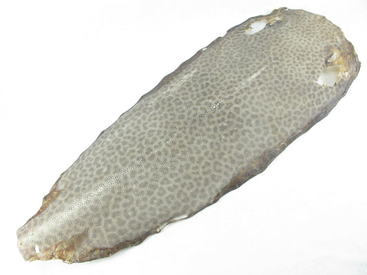 Genuine Dried Tiger Stingray Skin Round Shape for Japanese Samurai Sword Katana & Decorate