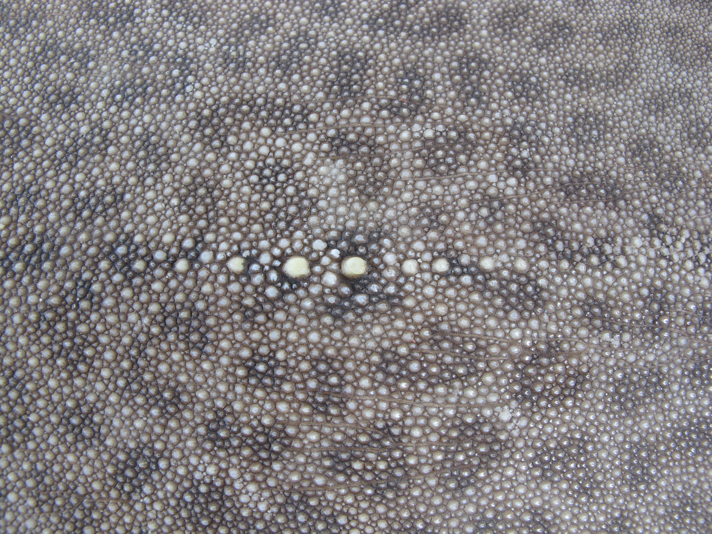 Genuine Dried Tiger Stingray Skin Round Shape for Japanese Samurai Sword Katana & Decorate