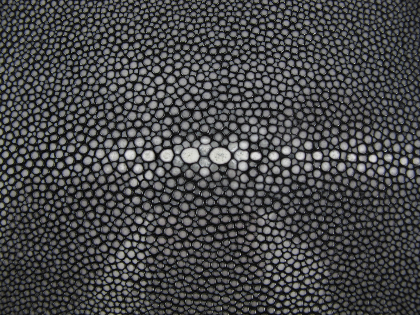 Genuine Polished Stingray Skin Leather Long Shape Hide Pelt