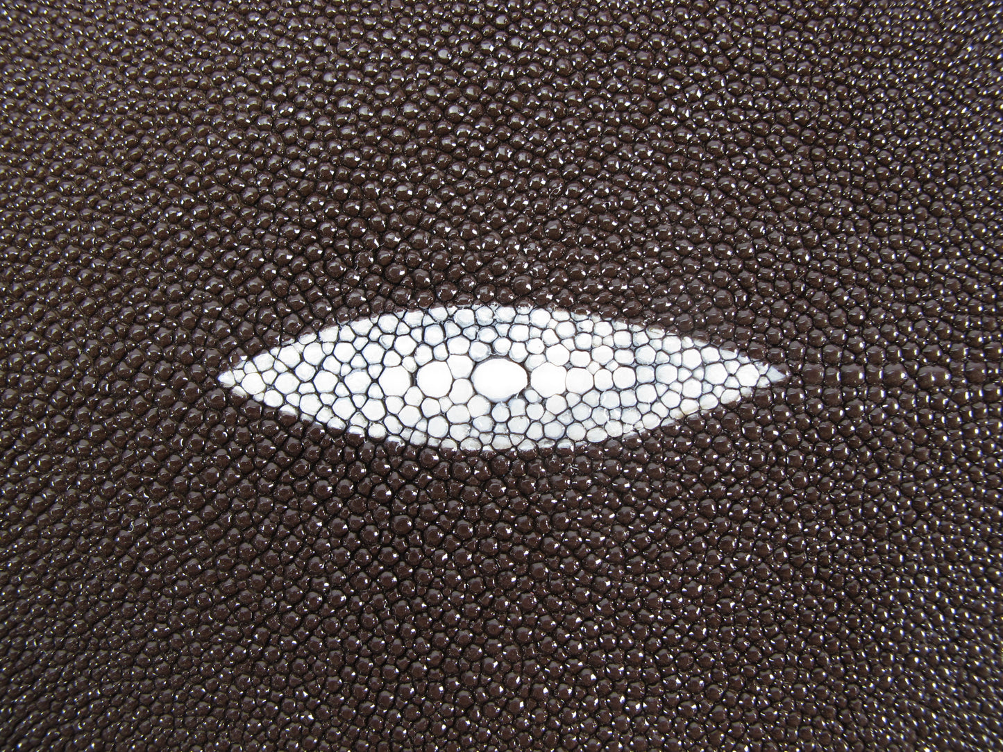 Genuine Stingray Skin Leather Long Shape Hide Pelt Chocolate Brown