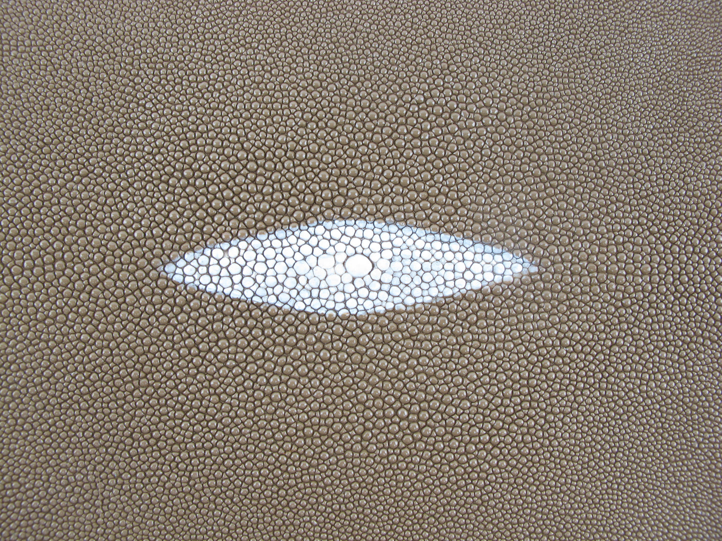 Genuine Stingray Skin Leather Long Shape Hide Pelt Beige