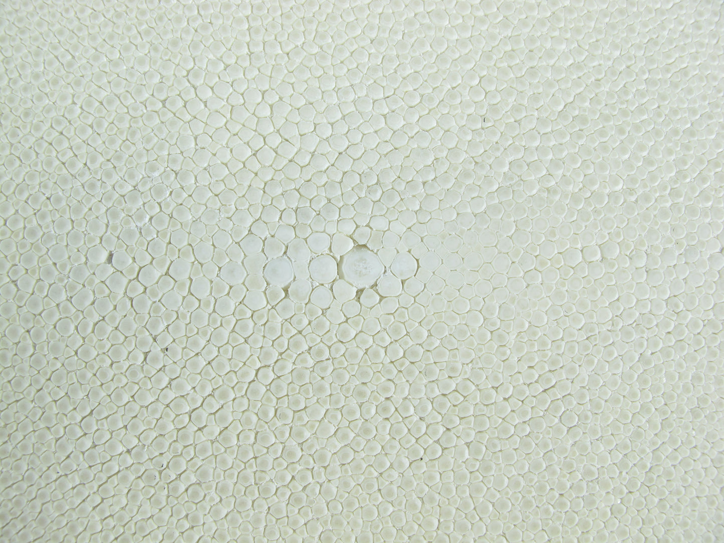 Genuine Polished Stingray Skin Leather Hide Pelt Long Shape Natural