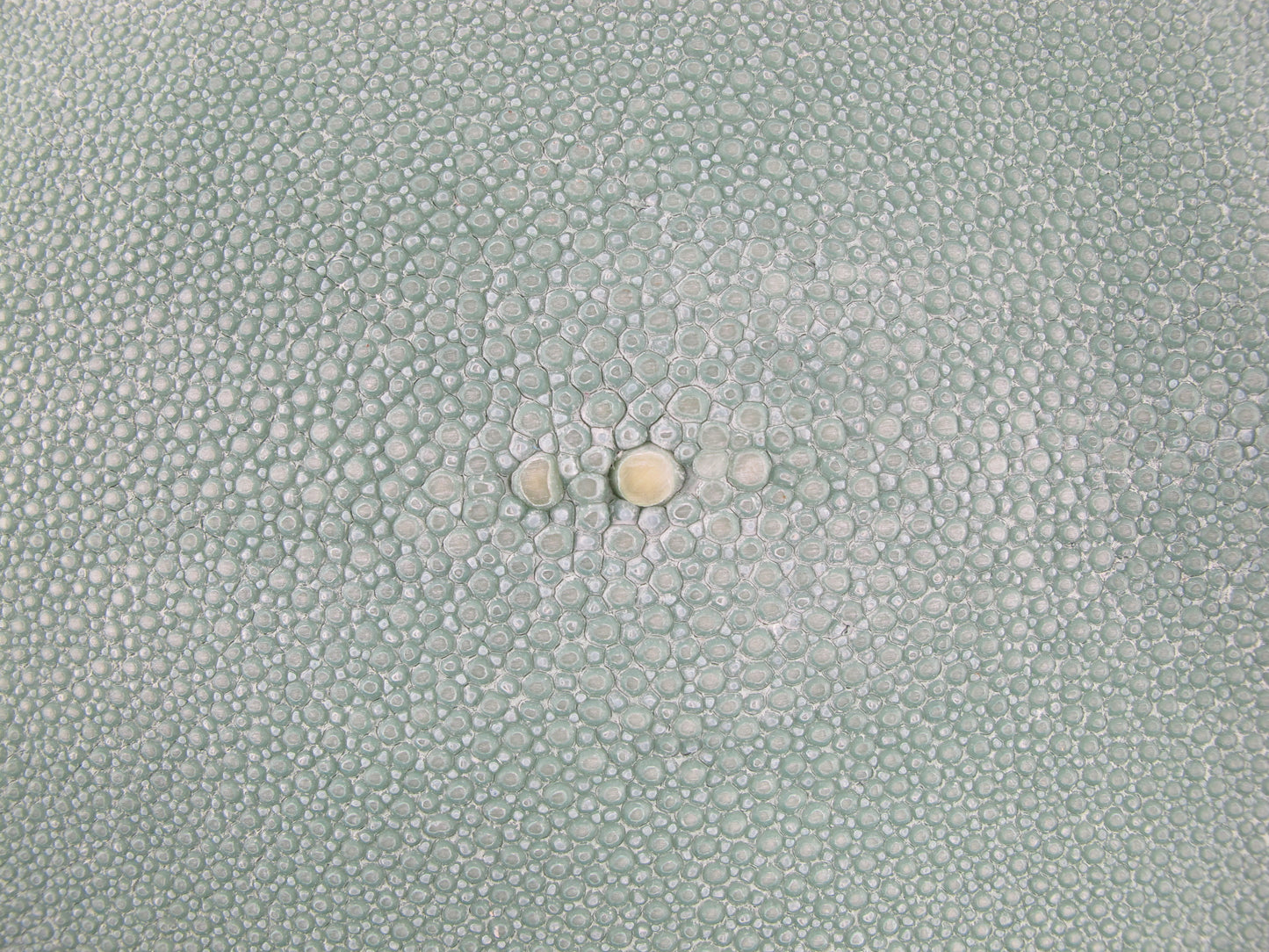 Genuine Stingray Skin Leather Round Shape Crust Hide Pelt