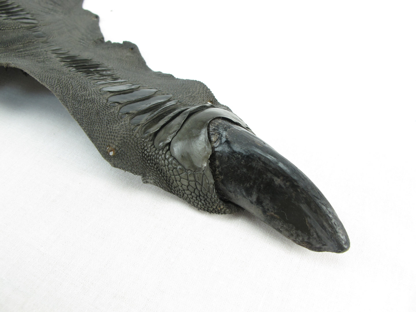 Genuine Ostrich Leg Skin with Claw Leather Hide Pelt