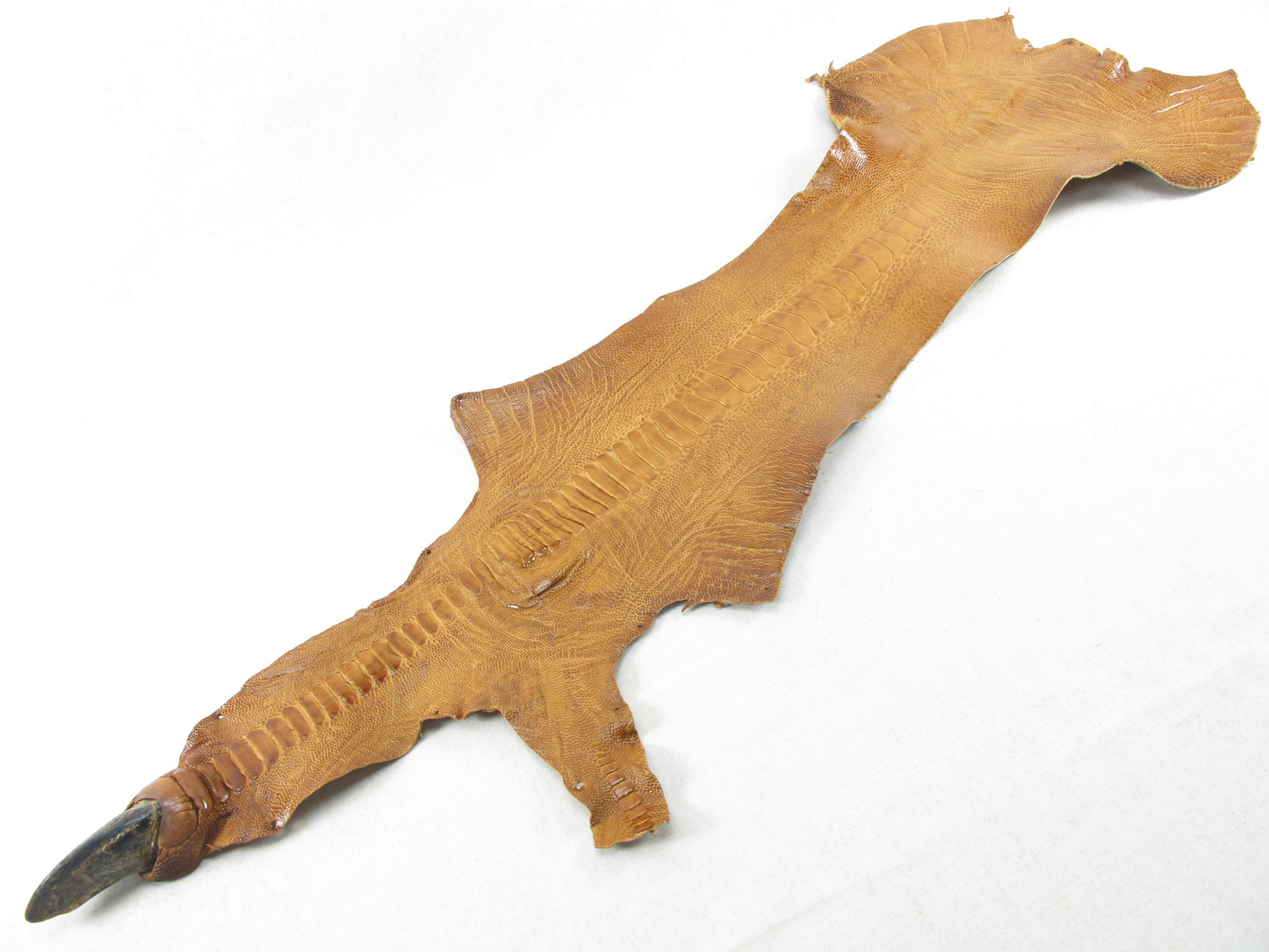 Genuine Ostrich Leg Skin with Claw Leather Hide Pelt
