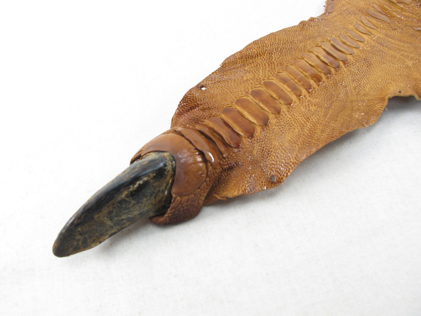 Genuine Ostrich Leg Skin with Claw Leather Hide Pelt