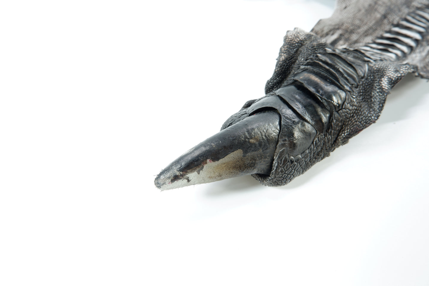 Genuine Ostrich Leg Skin with Claw Leather Hide Pelt