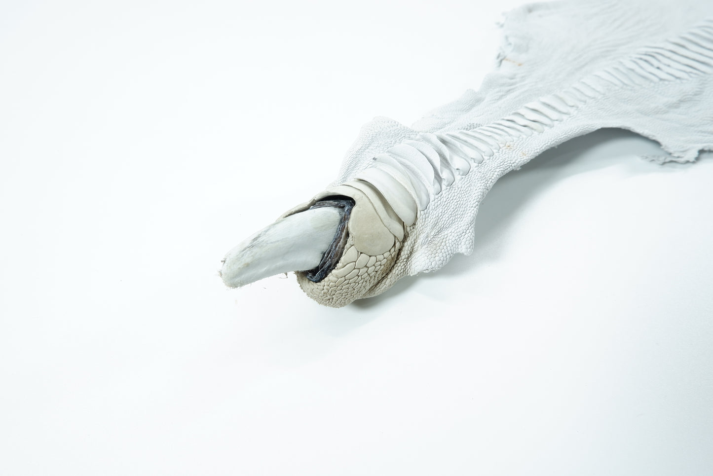 Genuine Ostrich Leg Skin with Claw Leather Hide Pelt