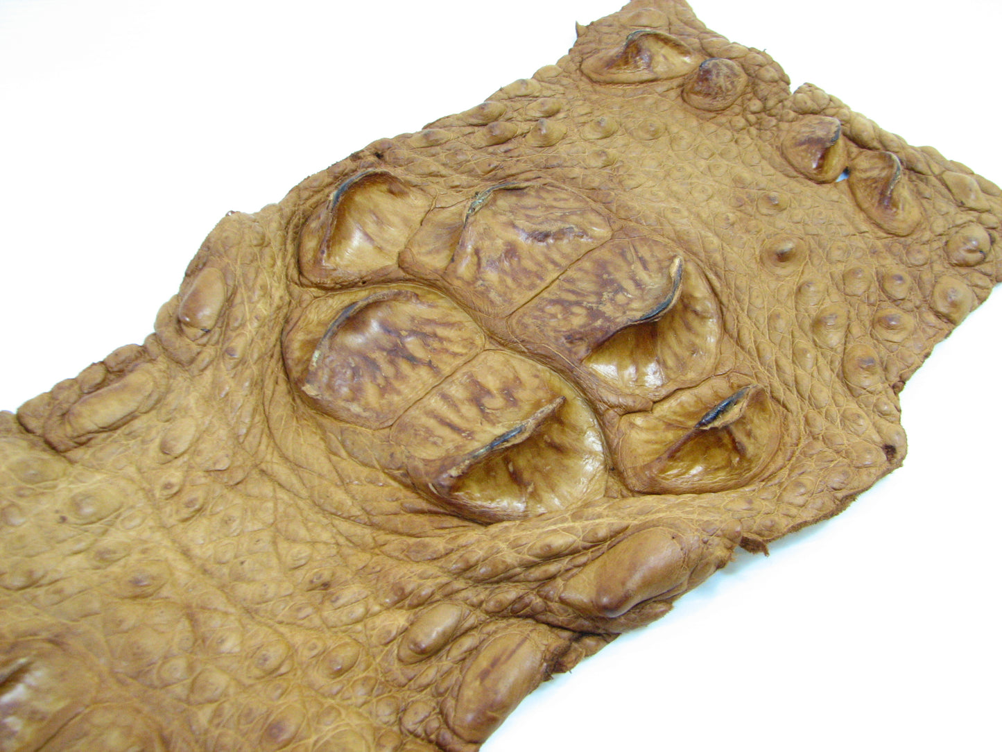 Genuine Crocodile Back Strap Skin Leather Hide Pelt