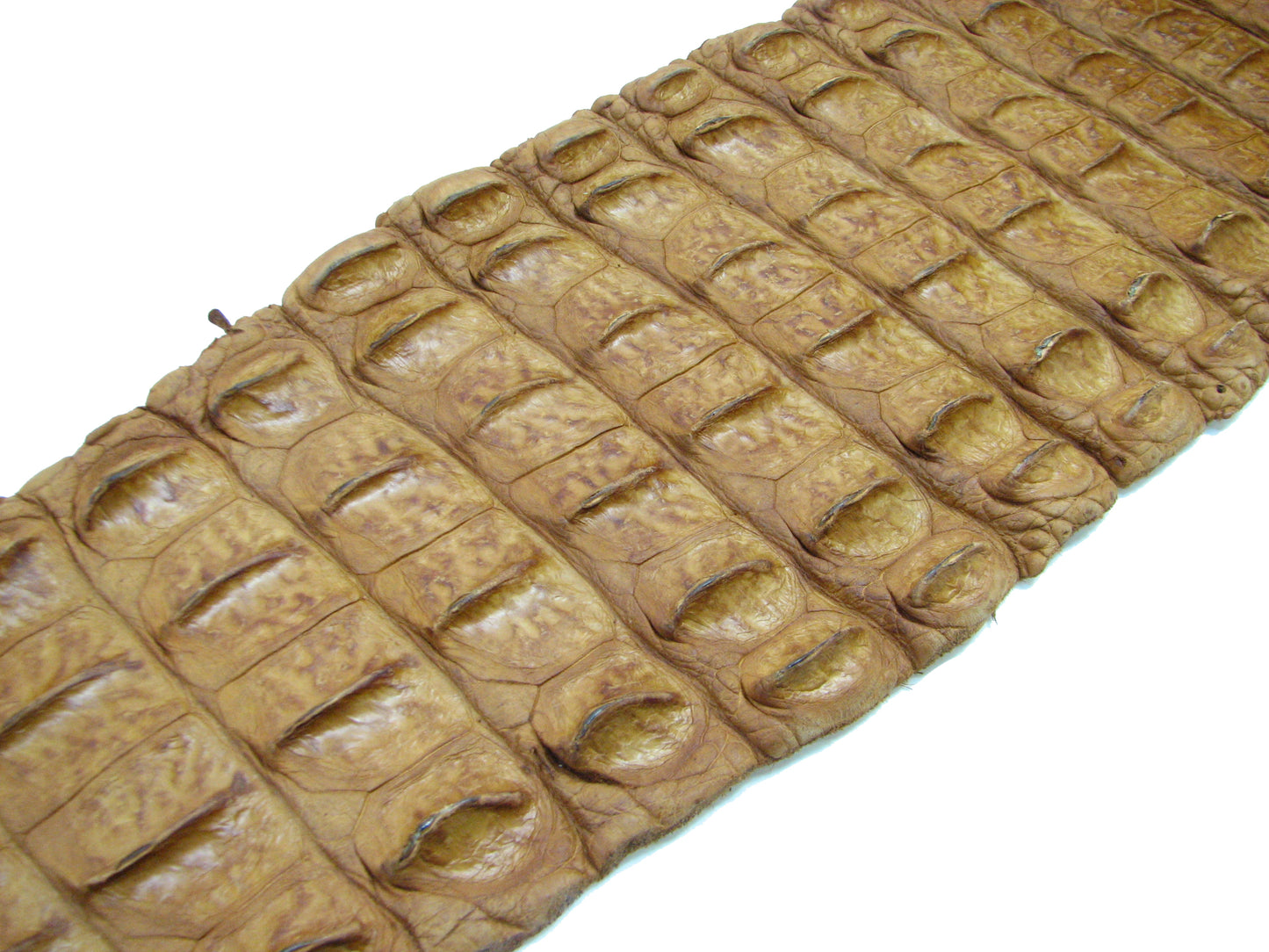 Genuine Crocodile Back Strap Skin Leather Hide Pelt