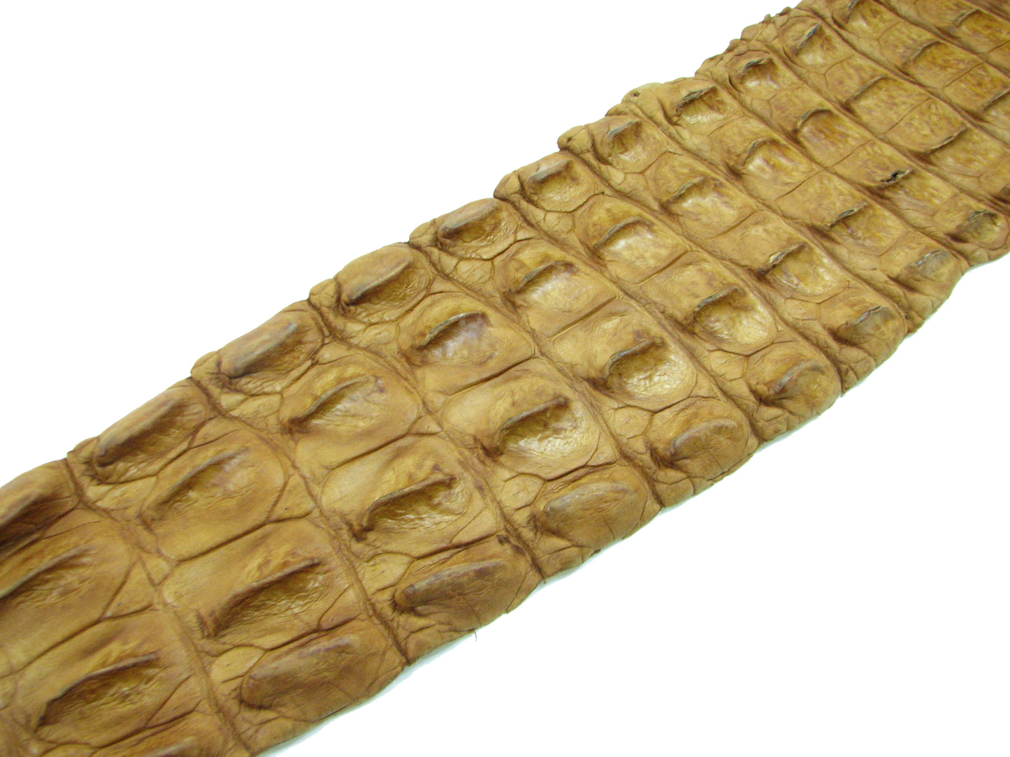 Genuine Crocodile Back Strap Skin Leather Hide Pelt
