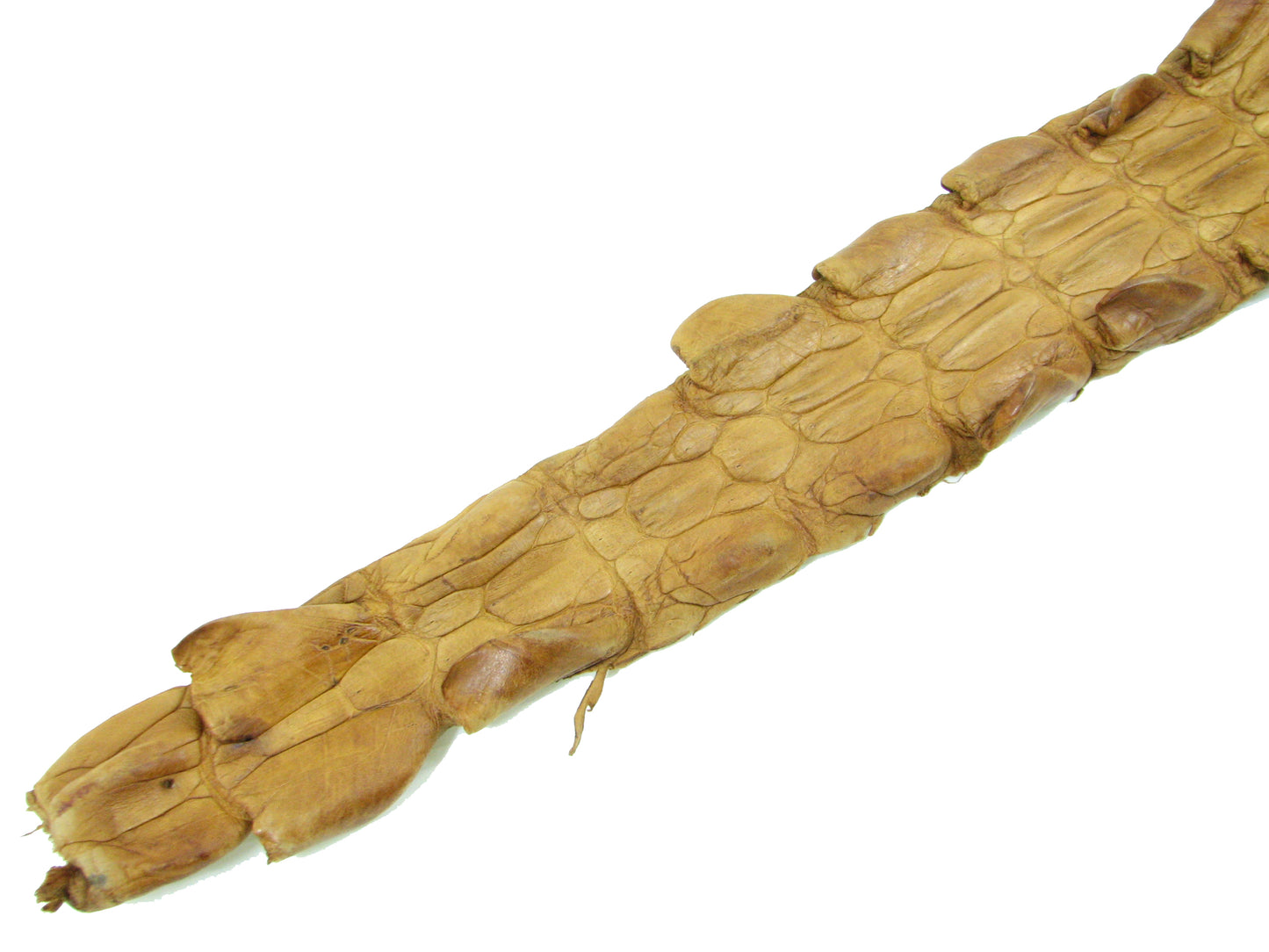 Genuine Crocodile Back Strap Skin Leather Hide Pelt
