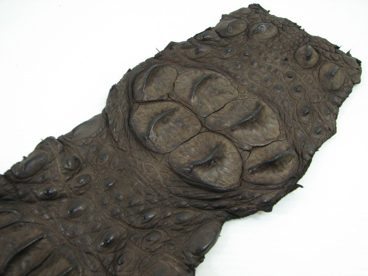 Genuine Crocodile Back Strap Skin Leather Hide Pelt
