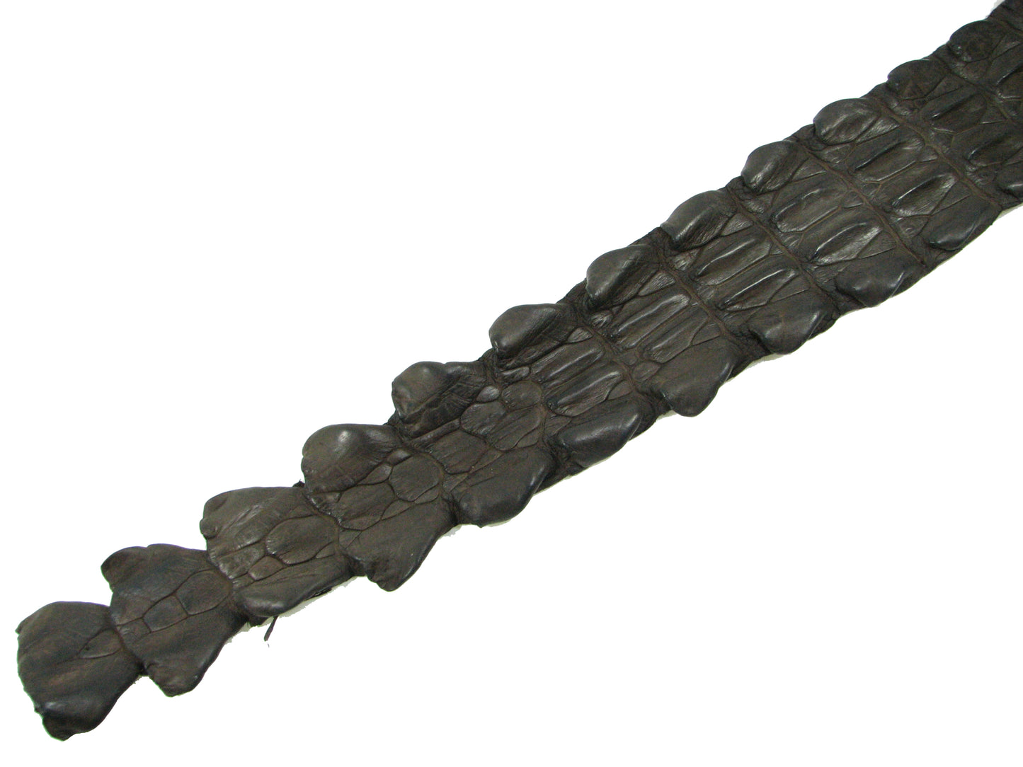 Genuine Crocodile Back Strap Skin Leather Hide Pelt