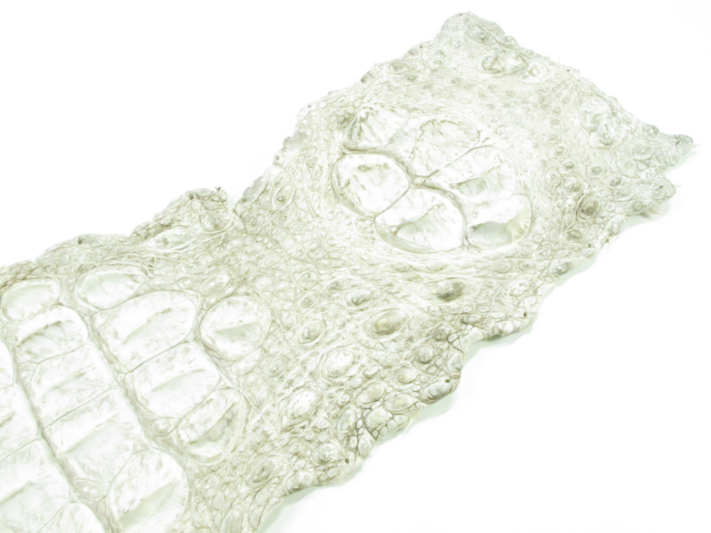 Genuine Crocodile Back Strap Skin Leather Hide Pelt