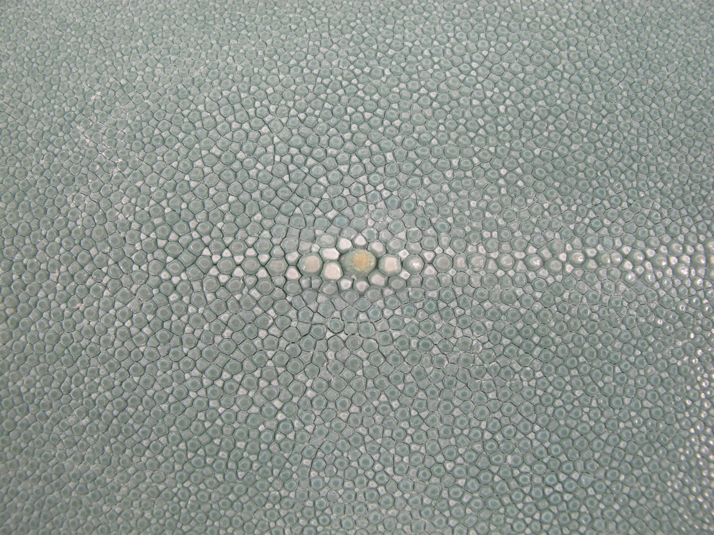 Genuine Stingray Skin Leather Long Shape Crust Hide Pelt