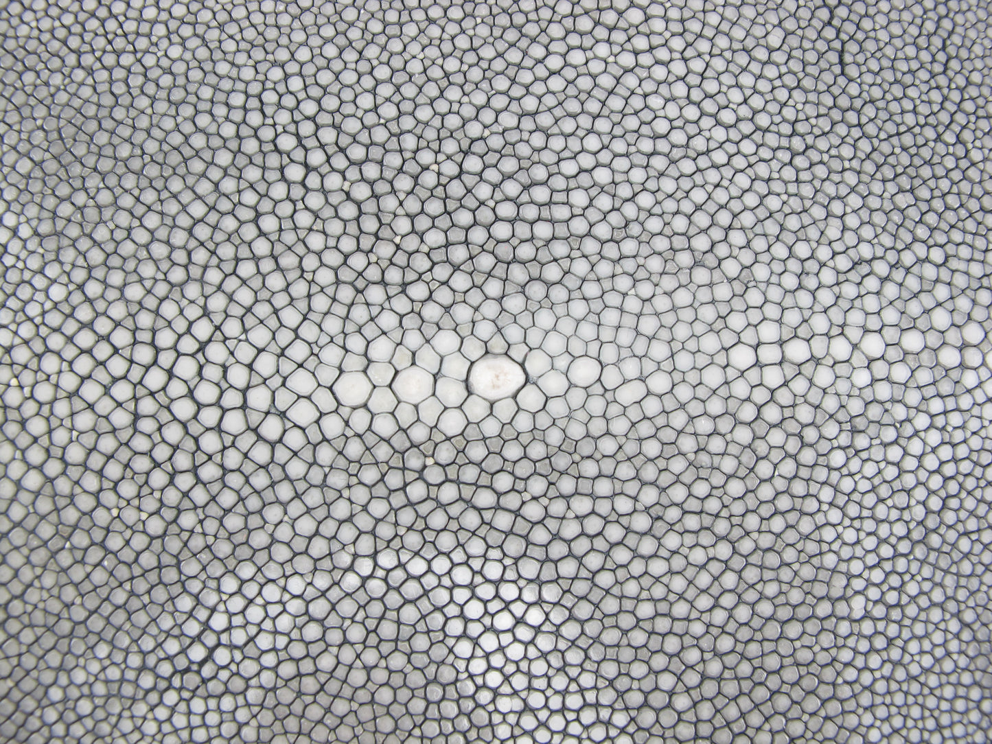 Genuine Polished Stingray Skin Leather Long Shape Hide Pelt