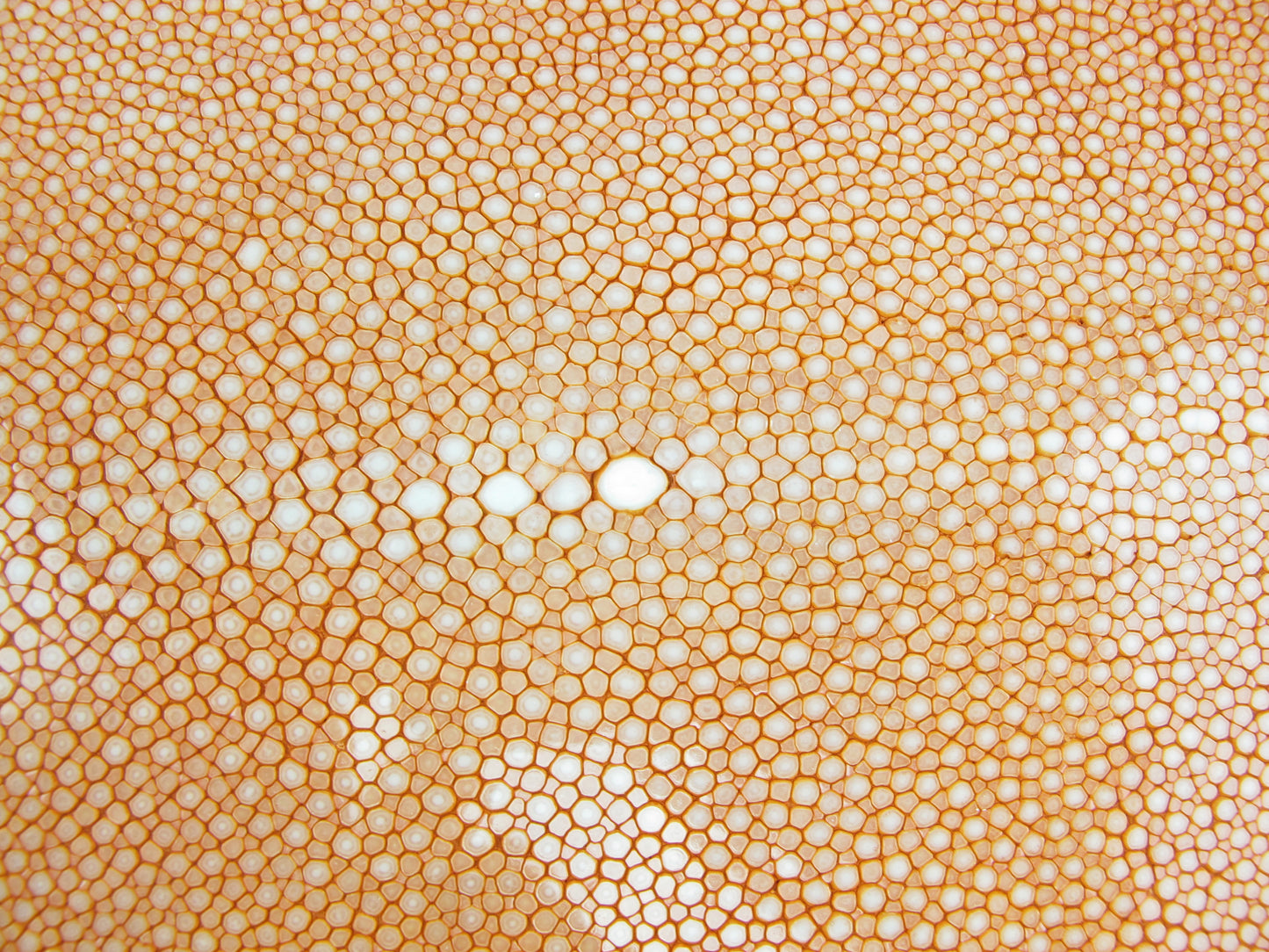 Genuine Polished Stingray Skin Leather Hide Pelt Long Shape Orange