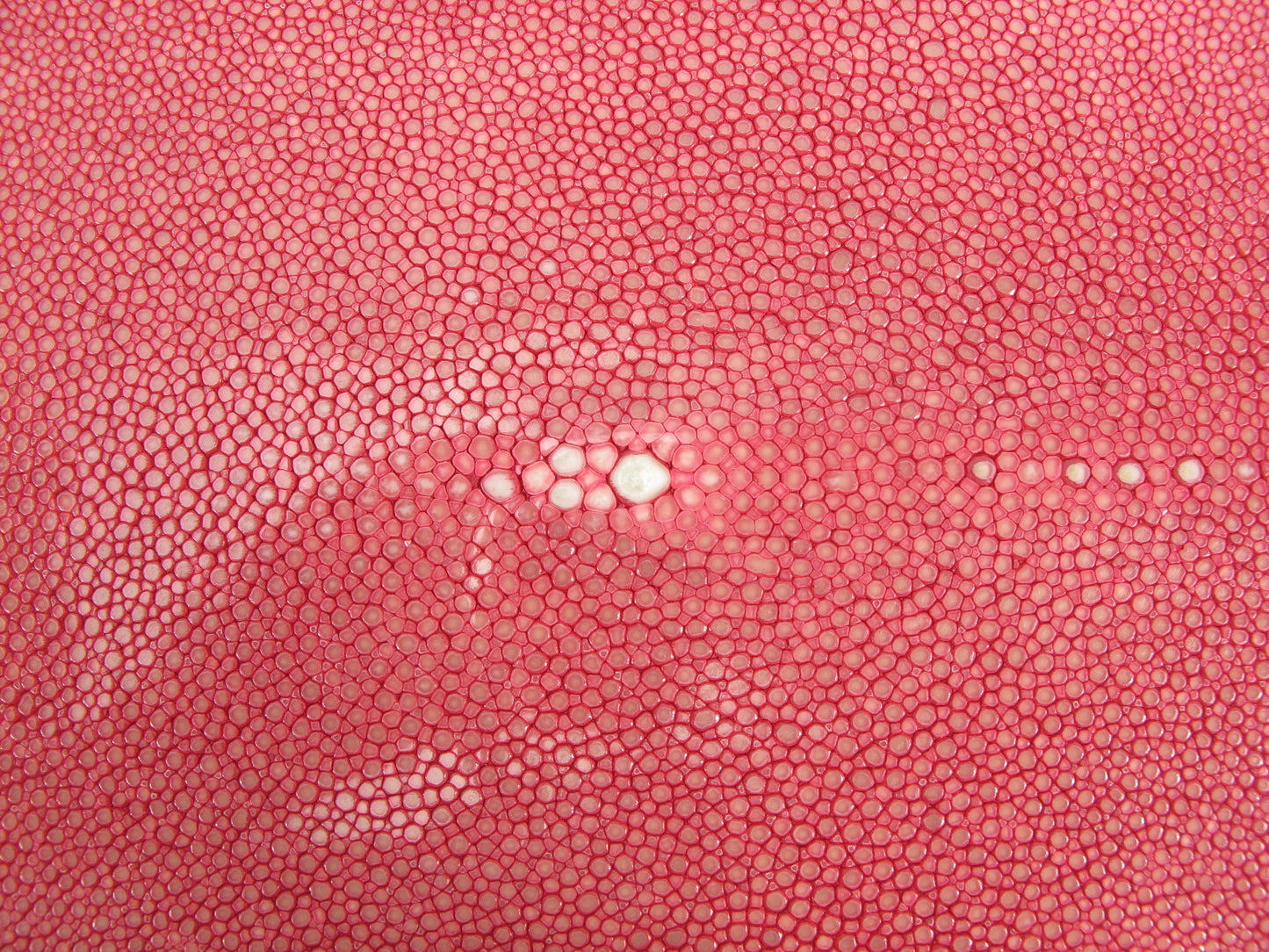 Genuine Polished Stingray Skin Leather Hide Pelt Long Shape Pink