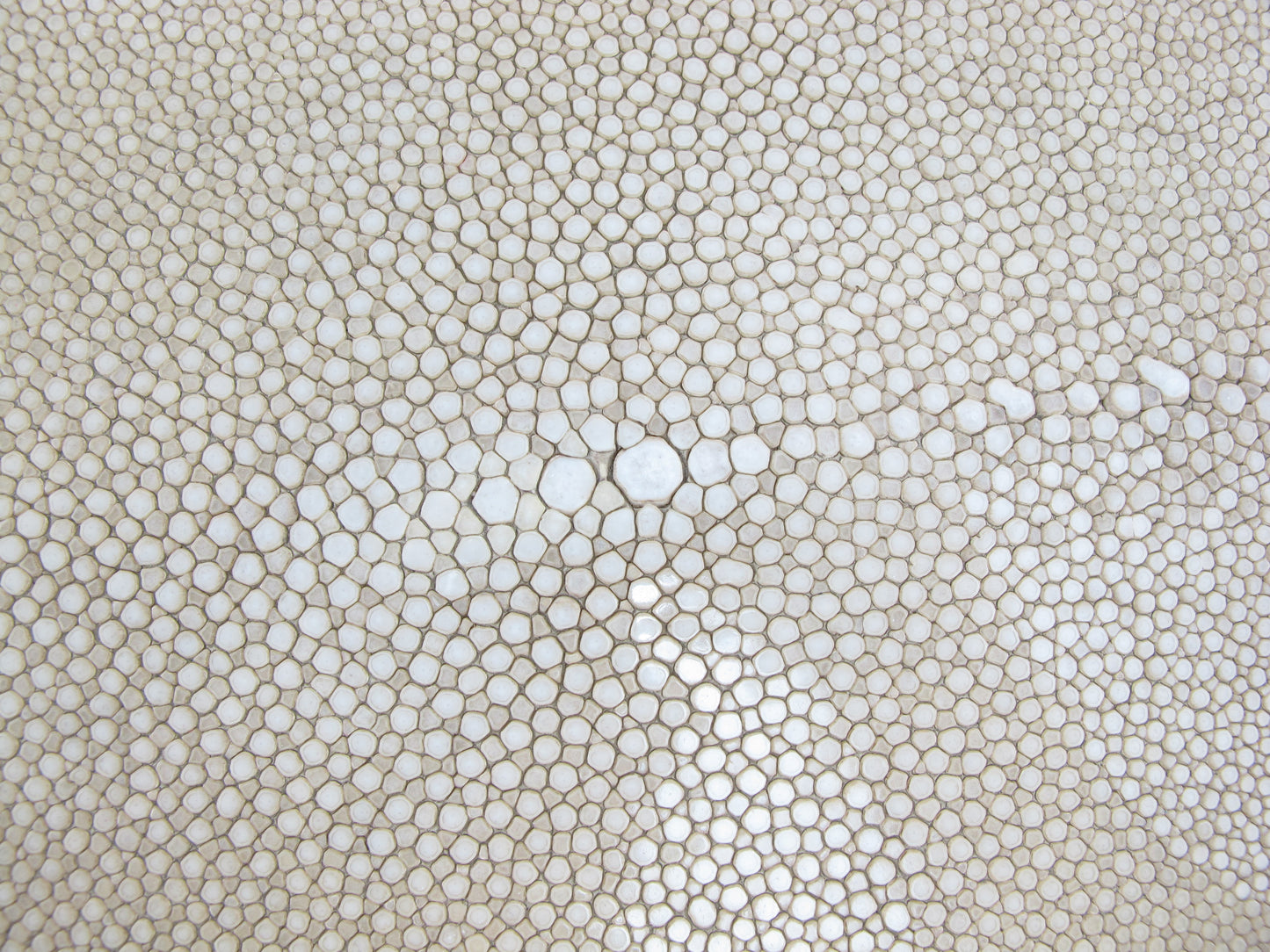 Genuine Polished Stingray Skin Leather Long Shape Hide Pelt